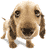 Puppy :puppy: